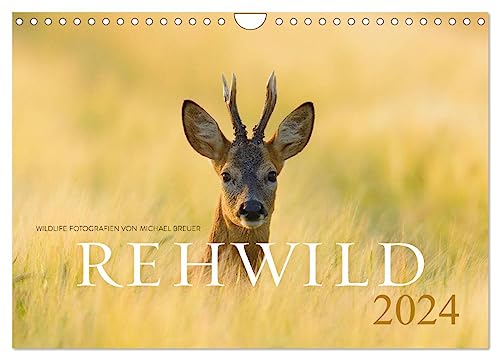 Rehwild 2024 (Wandkalender 2024 DIN A4 quer), CALVENDO Monatskalender: Das scheue Wildtier durch das Jahr (CALVENDO Tiere) von CALVENDO