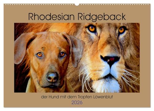 Rhodesian Ridgeback der Hund mit dem Tropfen Löwenblut (Wandkalender 2026 DIN A2 quer), CALVENDO Monatskalender: Rhodesian Ridgeback, afrikanischer Löwenhund (CALVENDO Tiere) von CALVENDO