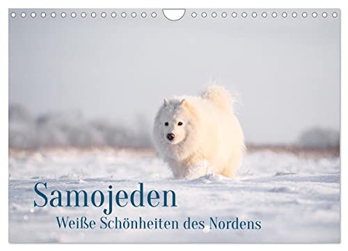 Samojeden - Liebenswerte Fellkugeln (Wandkalender 2024 DIN A4 quer), CALVENDO Monatskalender: Sie sind weiß, plüschig und immer freundlich! (CALVENDO Tiere) von CALVENDO