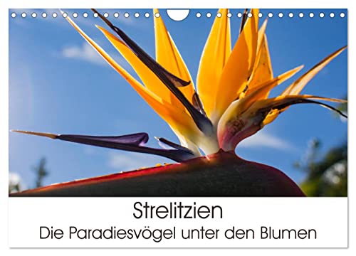 Strelitzien - die Paradiesvögel unter den Blumen (Wandkalender 2026 DIN A4 quer), CALVENDO Monatskalender: Impressionen der farbenfrohen Strelitzien (CALVENDO Natur) von CALVENDO