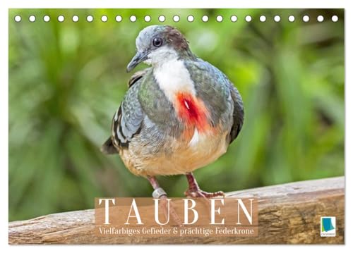 Tauben: vielfarbiges Gefieder und prächtige Federkrone (Tischkalender 2026 DIN A5 quer), CALVENDO Monatskalender: Tauben aus allen Teilen der Welt: Gurren, Turteln und Flügelschwung (CALVENDO Tiere) von CALVENDO