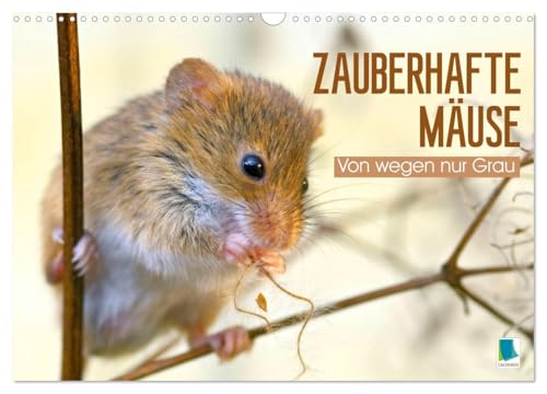 Zauberhafte Mäuse: Von wegen nur Grau (Wandkalender 2026 DIN A3 quer), CALVENDO Monatskalender: Die Maus: Possierlicher Plagegeist (CALVENDO Tiere) von CALVENDO