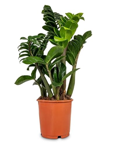 Zamioculcas ZENZI ZZ Pflanze Seltene Zwergsorte Zimmerpflanze Zimmerpflanze im 14 cm Topf von CAMBRIDGE BEE
