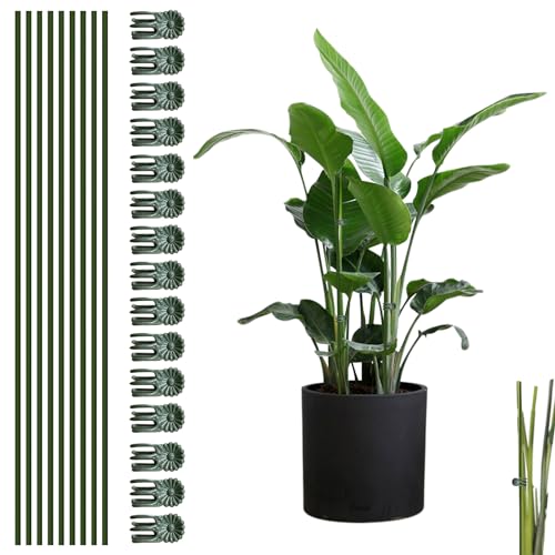 25cs Plant Support Stakes, Stakes Bendable (10 pflanzenstütze mit 15 pflanzenclips), biegbare Pflanzenstäbe rankhilfe helfen beim Hochwachsen und Gedeihen, pflanzstäbe für Außen und Zimmerpflanzen 25cs Plant Support Stakes, Stakes Bendable (10 pflanzenstütze mit 15 pflanzenclips), biegbare Pflanzenstäbe rankhilfe helfen beim Hochwachsen und Gedeihen, pflanzstäbe für Außen und Zimmerpflanzen von CANIPHA