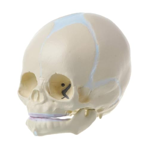 Fötales Babyschädelmodell – Realistische Anatomie Des Menschlichen Säuglingsschädels Für Medizinstudenten, Anatomieunterricht Und Osteogenesestudien Fötales Babyschädelmodell – Realistische Anatomie Des Menschlichen Säuglingsschädels Für Medizinstudenten, Anatomieunterricht Und Osteogenesestudien von CASOME