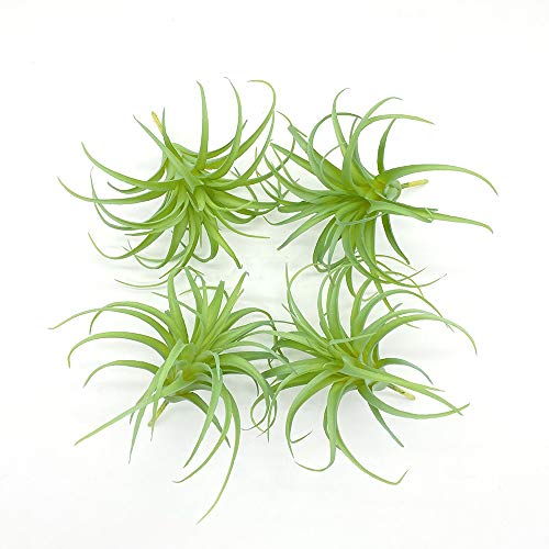CBPNEISEK 4er-Pack künstliche Luftpflanzen, künstliche Tillandsien, Luftpflanzen, Bromelien for Garten, Heimdekoration, Terrarium, künstliche Sukkulenten, Pflanzenarrangement/1904 CBPNEISEK 4er-Pack künstliche Luftpflanzen, künstliche Tillandsien, Luftpflanzen, Bromelien for Garten, Heimdekoration, Terrarium, künstliche Sukkulenten, Pflanzenarrangement/1904 von CBPNEISEK