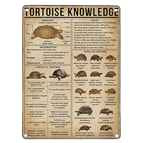 CCPARTON Blechschilder Retro Metallschilder Lustiges Schildkröte Wissen Keller Schild von CCPARTON