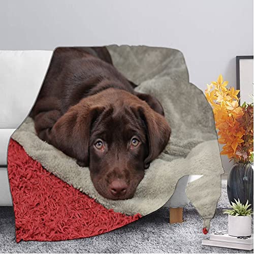 Tagesdecke Brauner Labrador Fleecedecke für Couch Weich und Warm Mikrofaser Anti-verfärben Wohndecke Flauschig 160 x 200 cm als Sofadecke Couchdecke von CCZM