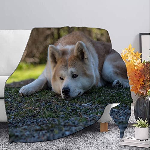 Tagesdecke Gelber Akita-Hund Fleecedecke für Couch Weich und Warm Mikrofaser Anti-verfärben Wohndecke Flauschig 160 x 200 cm als Sofadecke Couchdecke von CCZM