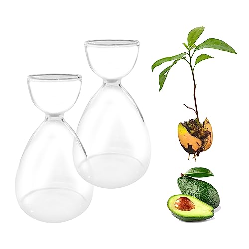 2 Stück Avocado-Samen, Sprossen, Starter-Vase, Avocado-Baum-Anbau-Set, Glasvasen, Gartensamen, Starter, Pflanzvase für Zuhause, Tisch, Schreibtisch, Innendekoration von CDIYTOOL