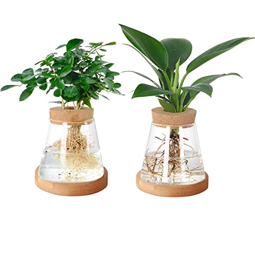 2 Stück Schreibtisch-Pflanzen-Anzuchtstation, Terrarium-Glas-Pflanzgefäß-Vase mit Korkdeckel und Bambus-Ständer für Aquaponik, Hydrokultur, Heimbüro, Schreibtischdekoration, Gartenarbeit, Geschenke von CDIYTOOL