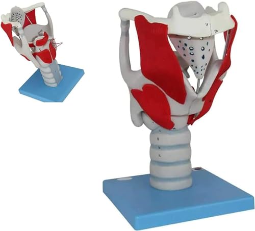 CEEBUS Larynx Anatomie EIN vergrößertes Modell der Struktur und Funktion des menschlichen Kehlkopfes 3X Vergrößerung Larynx Modell Human Larynx Anatomie Modell von CEEBUS