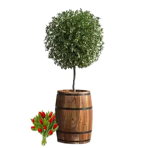 CEHJZQRPL Pflanzgefäße in Fässern, runder Blumeneimer, Blumenständer, Heimdekorationsbehälter mit Abflussloch(41x90cm) von CEHJZQRPL