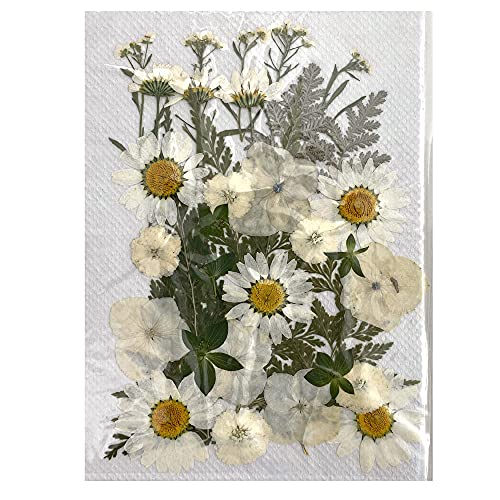 CENPEK Getrocknete Gepresste Blumen Natürliche Getrocknete Blumen Echte Gepresste Blumen Bunte Trockenblumen für Harz Schmuck Nail Art Craft DIY (White Lovers) von CENPEK