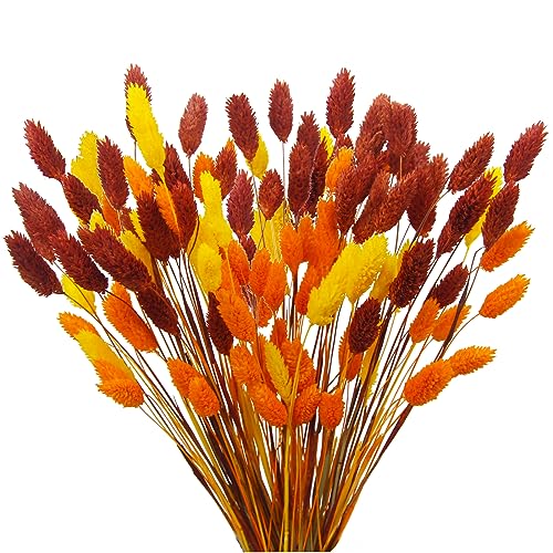 CEWUDA 100 Stück Trockenblumenstrauß Naturliche Strohblumen Getrocknet Blumen Bunny Tails Herbst Dekoration Edelsteingras Blumen für Hochzeit Mittelstücke Zuhause Party Tisch Vase Thanksgiving CEWUDA 100 Stück Trockenblumenstrauß Naturliche Strohblumen Getrocknet Blumen Bunny Tails Herbst Dekoration Edelsteingras Blumen für Hochzeit Mittelstücke Zuhause Party Tisch Vase Thanksgiving von CEWUDA