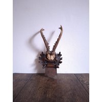 Antikes Geschnitztes Hölzernes Trophäenbrett Mit Kleinem Rehgeweih Auf Einem Stück Schädel Antikes Geschnitztes Hölzernes Trophäenbrett Mit Kleinem Rehgeweih Auf Einem Stück Schädel von CEsourced