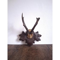 Antikes Geschnitztes Hölzernes Trophäenbrett Mit Kleinem Rehgeweih Auf Einem Stück Schädel Antikes Geschnitztes Hölzernes Trophäenbrett Mit Kleinem Rehgeweih Auf Einem Stück Schädel von CEsourced