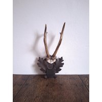 Antikes Kleines Geschnitztes Hölzernes Trophäenbrett Mit Rehgeweih Auf Einem Stück Schädel Antikes Kleines Geschnitztes Hölzernes Trophäenbrett Mit Rehgeweih Auf Einem Stück Schädel von CEsourced