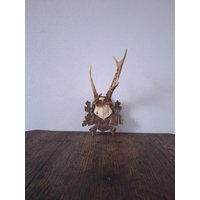 Vintage Grob Geschnitztes Hölzernes Trophäenbrett Mit Kleinem Rehgeweih Auf Einem Stück Schädel von CEsourced