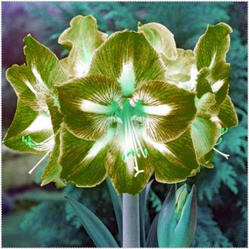 (Amaryllis-Zwiebeln)-kältebeständige Pflanzen, geeignet für die Pflanzung in Blumentöpfen, Zimmerpflanzen-1zwiebeln-A von CFGRDEW