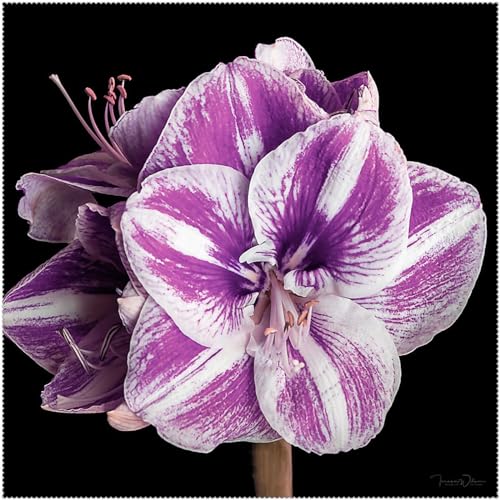 (Amaryllis-Zwiebeln)-kältebeständige Pflanzen, geeignet für die Pflanzung in Blumentöpfen, Zimmerpflanzen-3zwiebeln-C von CFGRDEW