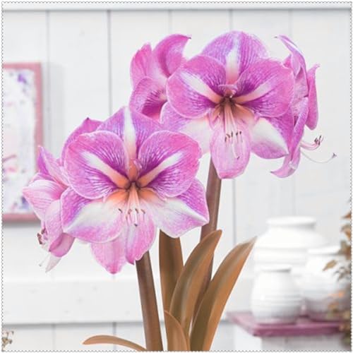 (Amaryllis-Zwiebeln)-kältebeständige Pflanzen, geeignet für die Pflanzung in Blumentöpfen, Zimmerpflanzen-4zwiebeln-B von CFGRDEW