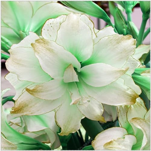 (Amaryllis-Zwiebeln)-kältebeständige Pflanzen, geeignet für die Pflanzung in Blumentöpfen, Zimmerpflanzen-4zwiebeln-E von CFGRDEW