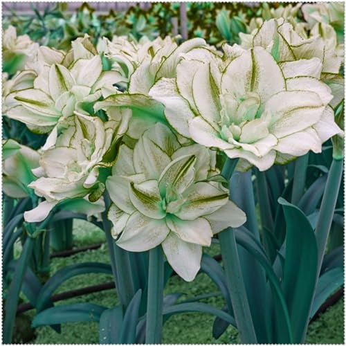 (Amaryllis-Zwiebeln)-kältebeständige Pflanzen, geeignet für die Pflanzung in Blumentöpfen, Zimmerpflanzen-5zwiebeln-D von CFGRDEW