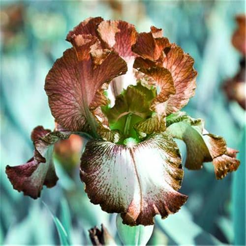 (Iriszwiebeln) Eine winterharte, mehrjährige Pflanze, die sich zum Pflanzen in Gruppen eignet und gut in Gärten und Töpfen wächst-10zwiebeln-F von CFGRDEW