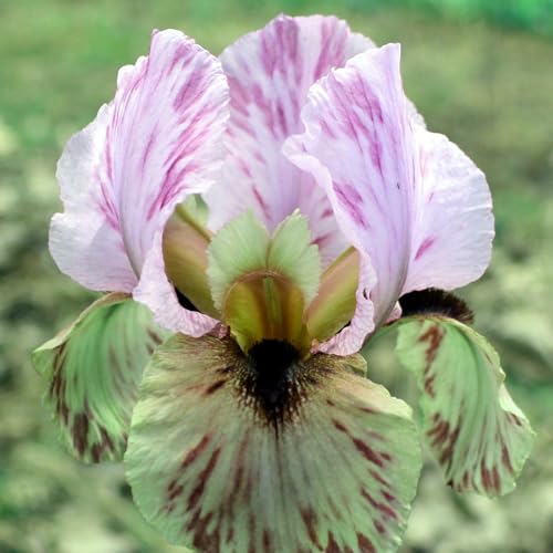 (Iriszwiebeln, Irisknollen) Winterharte, mehrjährige Pflanze, die sich zum Pflanzen in Gruppen eignet und gut in Gärten und Töpfen wächst-10zwiebeln-A von CFGRDEW