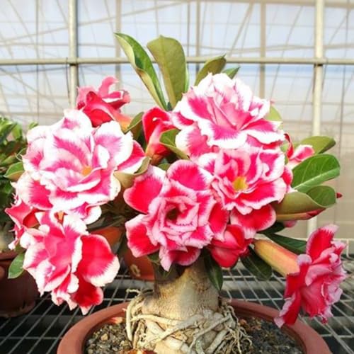Adenium obesum pflanze Wüstenrosenpflanze Winterharte Stauden Hervorragender Zierwert, geeignet für Garten- und Zimmerbepflanzung-4zwiebeln-A von CFGRDEW