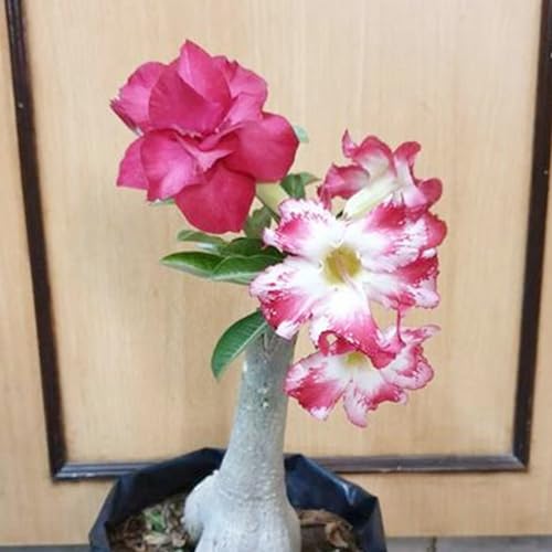 Adenium obesum pflanze Wüstenrosenpflanze Winterharte Stauden Hervorragender Zierwert, geeignet für Garten- und Zimmerbepflanzung-4zwiebeln-C von CFGRDEW