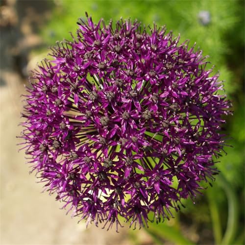 Allium zwiebeln winterhart - allium zwiebeln purple sensation - allium giganteum zwiebeln-8zwiebeln-E von CFGRDEW