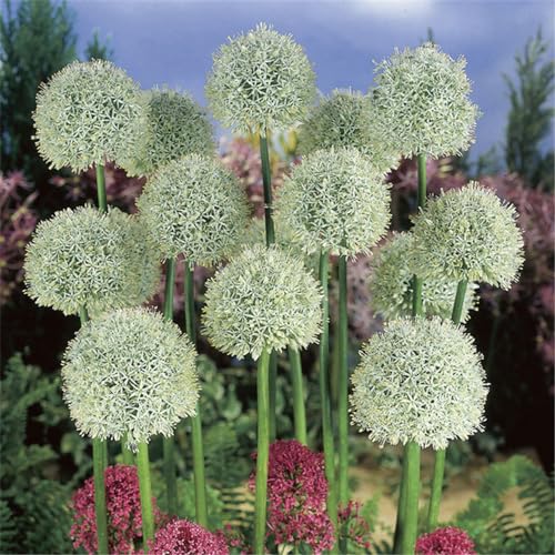 CFGRDEW Allium zwiebeln winterhart - Allium zwiebeln winterhart mehrjährig - Allium giganteum zwiebeln-15zwiebeln-F von CFGRDEW