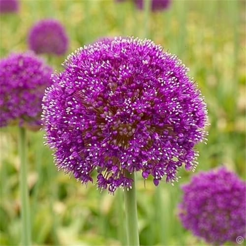 CFGRDEW Allium zwiebeln winterhart - allium zwiebeln purple sensation - allium giganteum zwiebeln-8zwiebeln-G von CFGRDEW