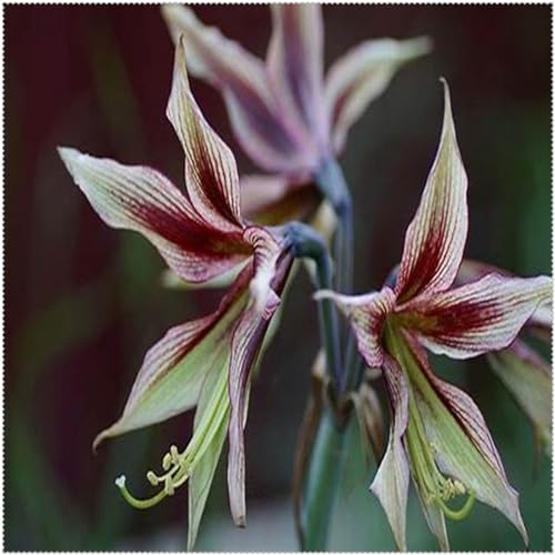 CFGRDEW Amaryllis winterhart mehrjährig pflanzen，Amaryllis-Zwiebeln Winterharte Stauden Hervorragender Zierwert, geeignet für Garten- und Zimmerbepflanzung-5zwiebeln-B von CFGRDEW