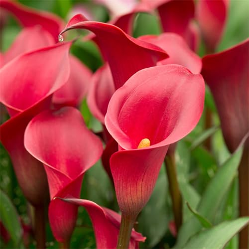 CFGRDEW Calla pflanze knolle,Calla zwiebeln winterhart mehrjährig,Einfach zu züchtende Calla-Lilienzwiebeln,Geeignet für Gärten und Töpfe-10knollen-E von CFGRDEW