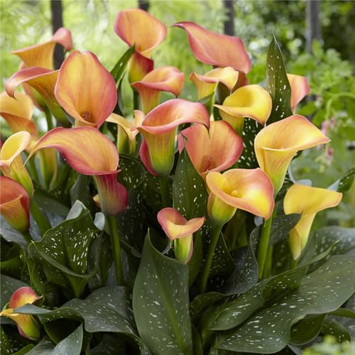 CFGRDEW Calla pflanze knolle,Calla zwiebeln winterhart mehrjährig,Einfach zu züchtende Calla-Lilienzwiebeln,Geeignet für Gärten und Töpfe-6knollen-D von CFGRDEW