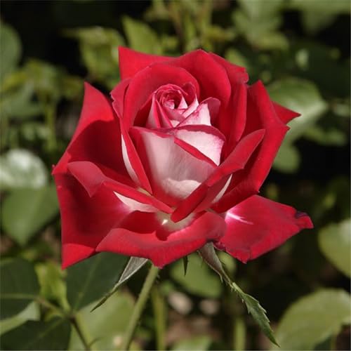 CFGRDEW Rosen pflanzen winterhart -Rosenpflanze Winterharte Stauden Hervorragender Zierwert, geeignet für Garten- und Zimmerbepflanzung-5Pflanze-H von CFGRDEW