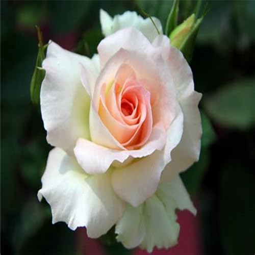CFGRDEW Rosen pflanzen winterhart - rosafarbene zwiebeln winterharte mehrjährige Sträucher – duftende Rosen – Hybridrosen-2Pflanze-D von CFGRDEW