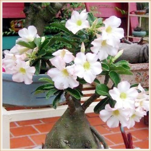 CFGRDEW Wüstenrose pflanze - Adenium obesum pflanze - Adenium obesum wüstenrose - Wüstenrose pflanze kaufen-5zwiebeln-B von CFGRDEW