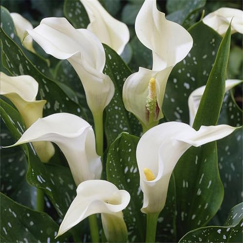 Calla pflanze knolle,Calla zwiebeln winterhart mehrjährig,Einfach zu züchtende Calla-Lilienzwiebeln für die Innendekoration-8knollen-A von CFGRDEW