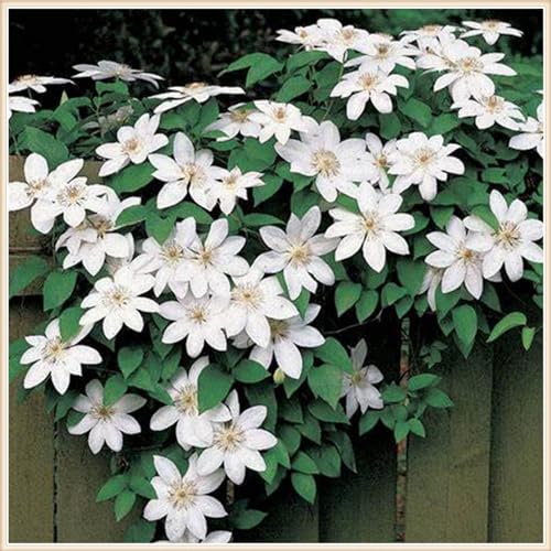 Clematis winterhart mehrjährig pflanze - Clematis knollen winterhart mehrjährig - Clematis zwiebeln winterhart mehrjährig - Dekorativer Zaun, Kletterpflanzen-4knollen-G von CFGRDEW