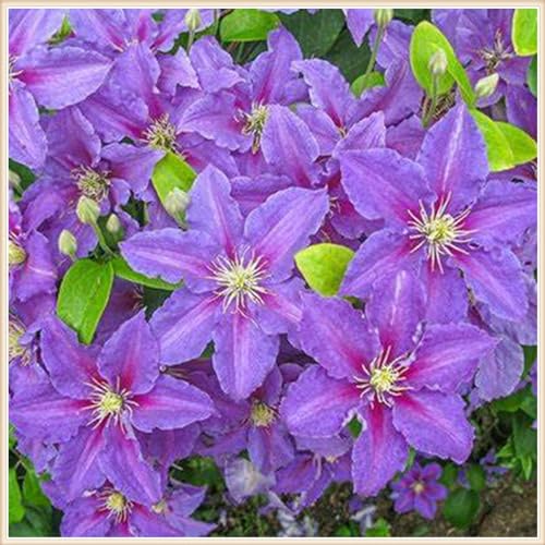 Clematis winterhart mehrjährig pflanze - Clematis knollen winterhart mehrjährig - Clematis zwiebeln winterhart mehrjährig - Dekorativer Zaun, Kletterpflanzen-6knollen-B von CFGRDEW