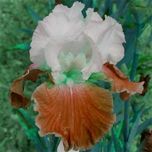 Iris knollen mix/Iris zwiebeln/Winterharte Stauden/Garten/Blumentopf/Zuhause //Einfach zu pflanzen/Sommerblühen/Reinigen Sie die Luft-10zwiebeln-A von CFGRDEW