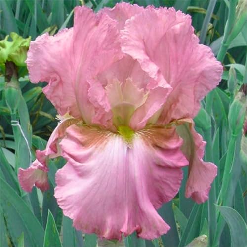 Iris knollen mix/Iris zwiebeln/Winterharte Stauden/Garten/Blumentopf/Zuhause //Einfach zu pflanzen/Sommerblühen/Reinigen Sie die Luft-15zwiebeln-G von CFGRDEW