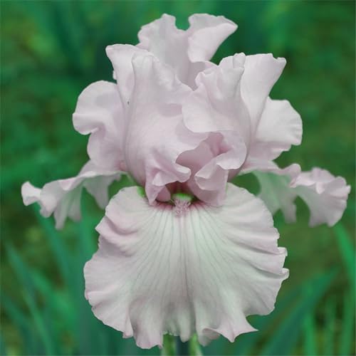 Iris knollen mix/Iris zwiebeln/Winterharte Stauden/Garten/Blumentopf/Zuhause //Einfach zu pflanzen/Sommerblühen/Reinigen Sie die Luft-15zwiebeln-H von CFGRDEW