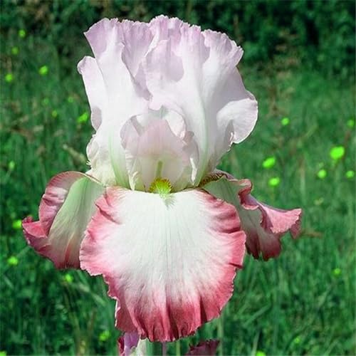 Iris knollen mix/Iris zwiebeln/Winterharte Stauden/Garten/Blumentopf/Zuhause //Einfach zu pflanzen/Sommerblühen/Reinigen Sie die Luft-4zwiebeln-B von CFGRDEW