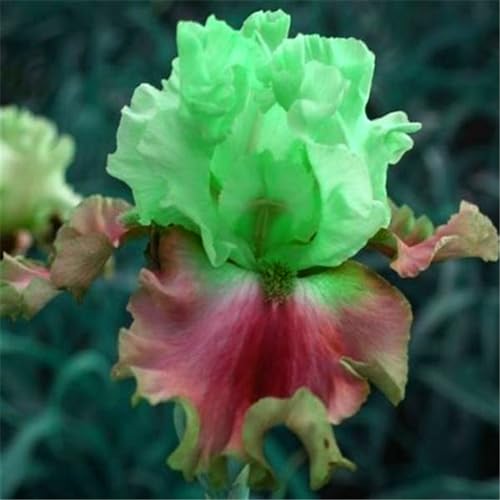 Iris knollen mix/Iris zwiebeln/Winterharte Stauden/Garten/Blumentopf/Zuhause //Einfach zu pflanzen/Sommerblühen/Reinigen Sie die Luft-4zwiebeln-D von CFGRDEW