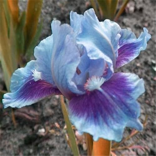 Iris knollen mix/Iris zwiebeln/Winterharte Stauden/Garten/Blumentopf/Zuhause //Einfach zu pflanzen/Sommerblühen/Reinigen Sie die Luft-6zwiebeln-C von CFGRDEW